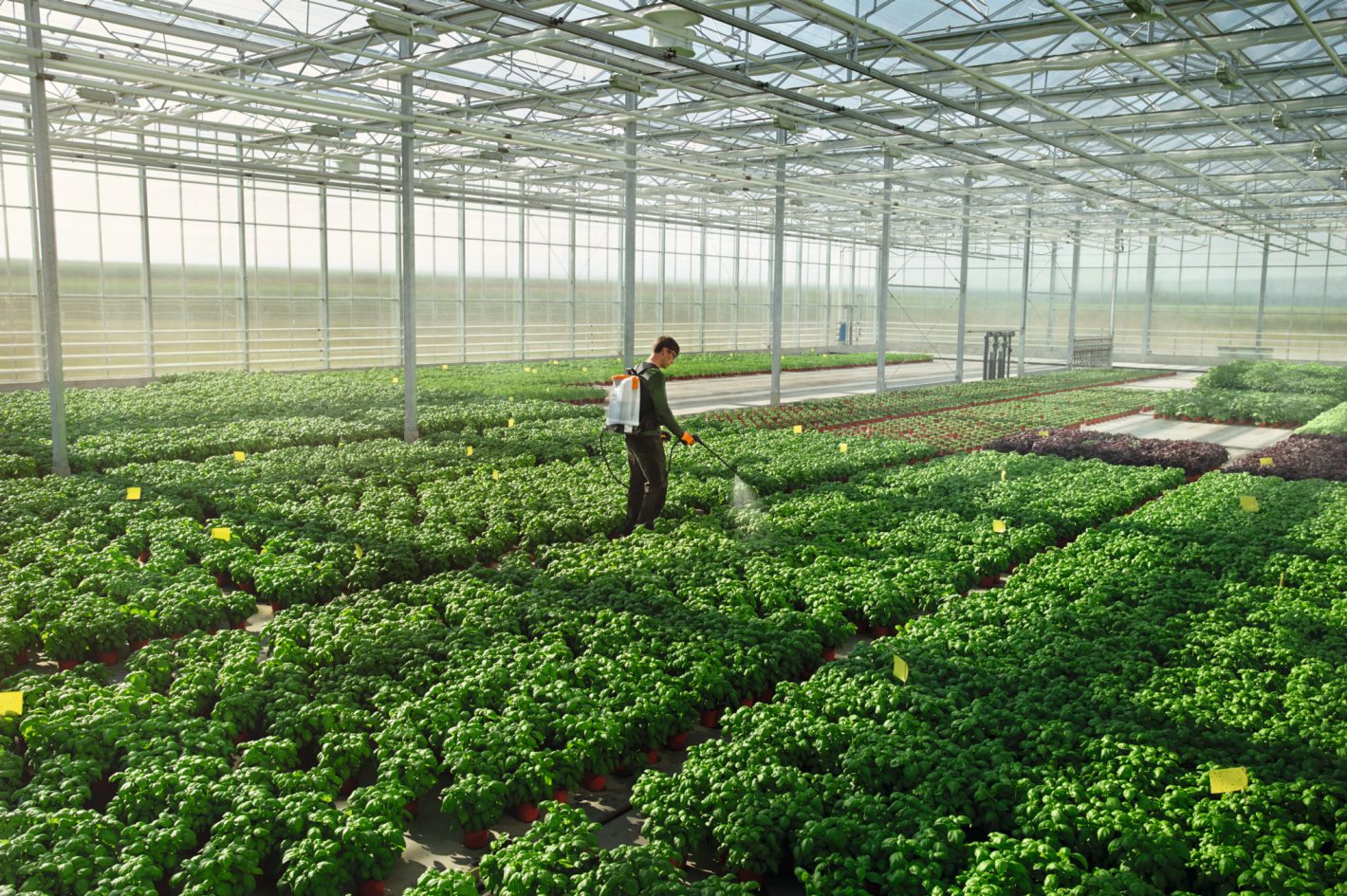 STIHL SG 71 Sprayer, SG71